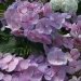 Hortensia 'bläuling', Hydrangea, Hortensia