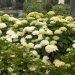 Hydrangea arborescens 'Annabelle'