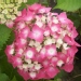 Hydrangea macrophylla