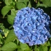 Hydrangea, Hortensia 'benelux', Hydrangea 'benelux', Hortensia