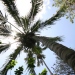 Howeia belmoreana - 