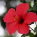 Hibiscus rosa-sinensis