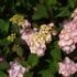Hydrangea serrata 'Preziosa'