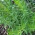 Hyssopus officinalis