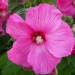 Hibiscus moscheutos 'Disco Belle F1 Rose'