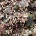 Heuchera micrantha 'Palace Purple'