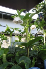 Helleborus Orientalis-Hybride