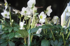 Helleborus