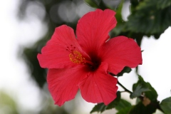 Hibiscus