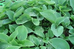 Hosta de siebold, Hosta bleu, Funkia bleu