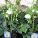 Rose de carême, Ellebore, Hellébore orientale hybride