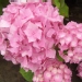 Hydrangea macrophylla