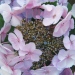 Hortensia 'bläuling', Hydrangea, Hortensia