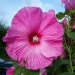 Hibiscus moscheutos 'Disco Belle F1 Rose'