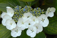 Hydrangea, Hydrangea 'lanarth white', Hortensia 'lanarth white', Hortensia