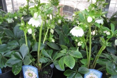 Helleborus Orientalis-Hybride