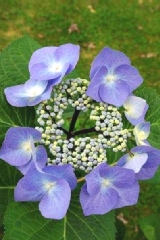 Hortensia 'zorro', Hydrangée 'zorro', Hortensia