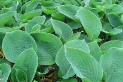 Hosta de siebold 'elegans', Hosta, Funkia