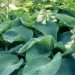Funkia 'big daddy', Hosta, Funkia, Hosta 'big daddy'