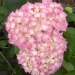 Hydrangea macrophylla