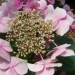 Hydrangea macrophylla 'Blaumeise'