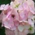 Hydrangea serrata 'Preziosa'