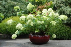 Hortensia paniculé, Hortensia 'limelight'