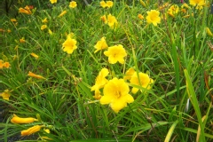 Hemerocalle 'stella de oro', Hémérocalle