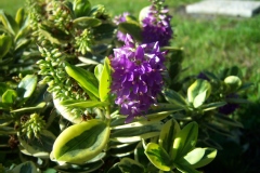 Photo de Hebe speciosa 'Variegata'