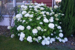 Hydrangea arborescens 'Annabelle'