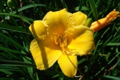 Hemerocalle 'stella de oro', Hémérocalle