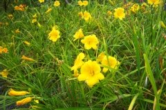 Hemerocalle 'stella de oro', Hémérocalle