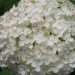Hydrangée arborescente 'annabelle', Hortensia 'annabelle', Hydrangée