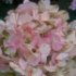 Hydrangea serrata 'Preziosa'