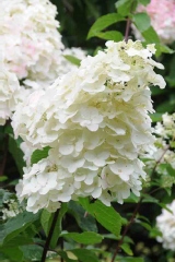 Hortensia 'unique', Hortensia paniculé 'unique'