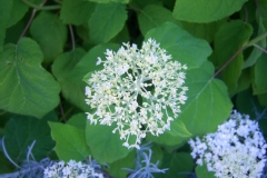 Hydrangea arborescens 'Annabelle'