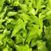 Lierre 'shamrock', Lierre grimpant