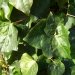 Lierre, Lierre commun, Lierre grimpant, Lierre 'erecta'
