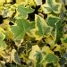 Lierre 'yellow ripple', Lierre, Lierre grimpant