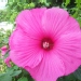 Hibiscus palustris