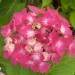 Hydrangea macrophylla