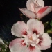 Hibiscus syriacus 'Lady Stanley'