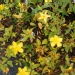 Millepertuis moserianum