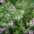 Hyssopus officinalis