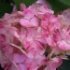 Hydrangea serrata 'Preziosa'
