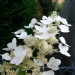 Hortensia paniculé, Hortensia paniculé 'kyushu'