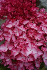 Hortensia 'salsa', Hortensia