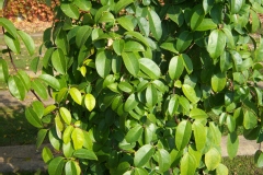 Holboellia coriacea