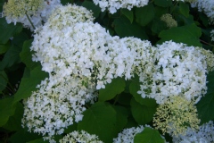 Hydrangea arborescens 'Annabelle'