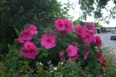 Photo de Hibiscus palustris